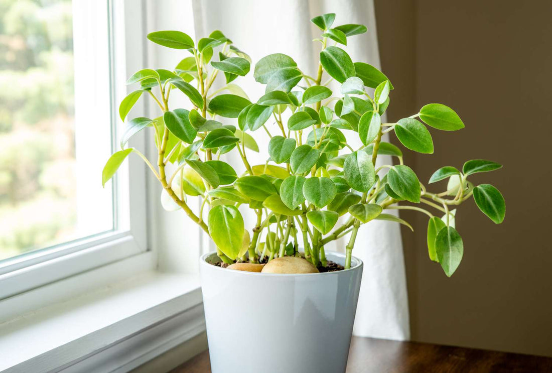 Peperomia Lime Green (Peperomia) - Ladybird Nursery