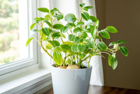 Peperomia Lime Green (Peperomia) - Ladybird Nursery