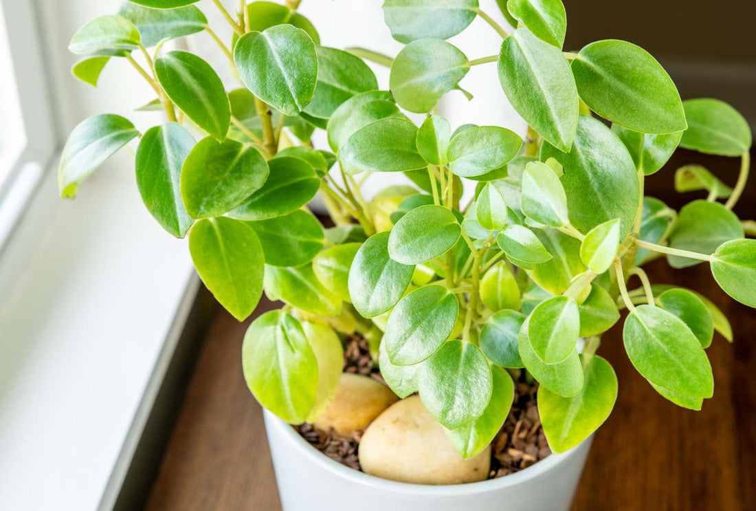 Peperomia Lime Green (Peperomia) - Ladybird Nursery
