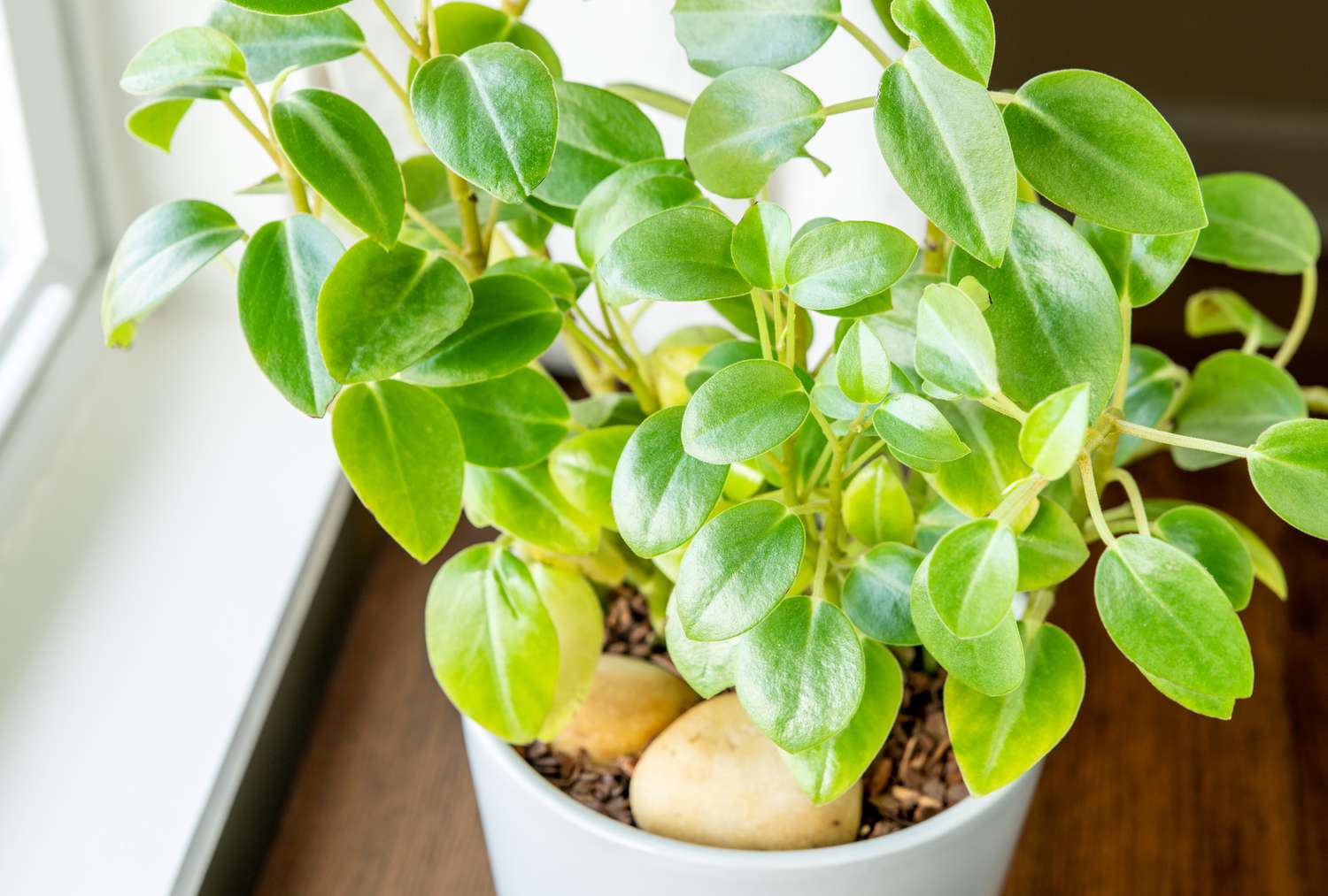 Peperomia Lime Green (Peperomia) - Ladybird Nursery