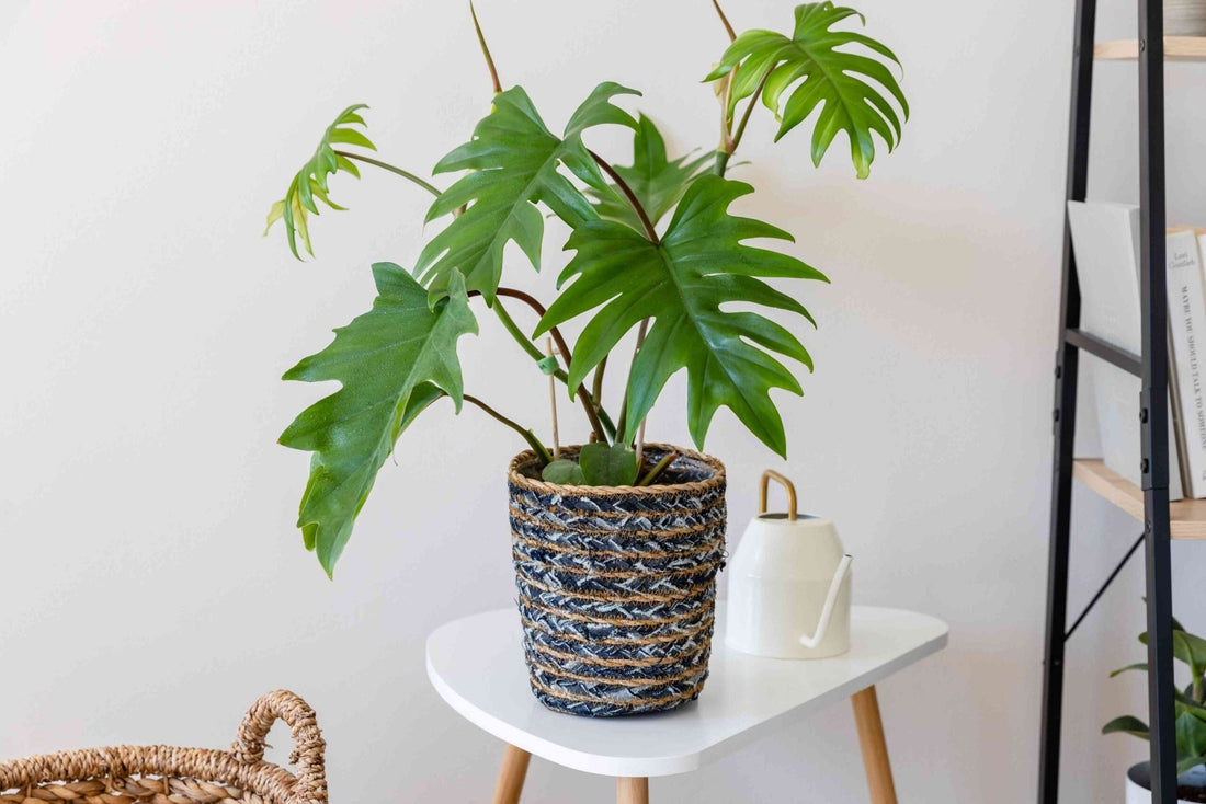 Philodendron Tahiti Green (Philodendron mayoi) - Ladybird Nursery