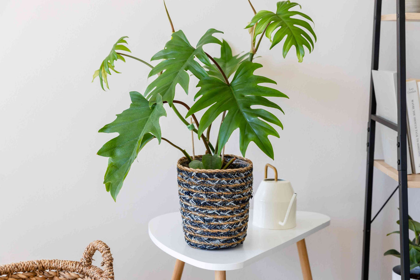 Philodendron Tahiti Green (Philodendron mayoi)