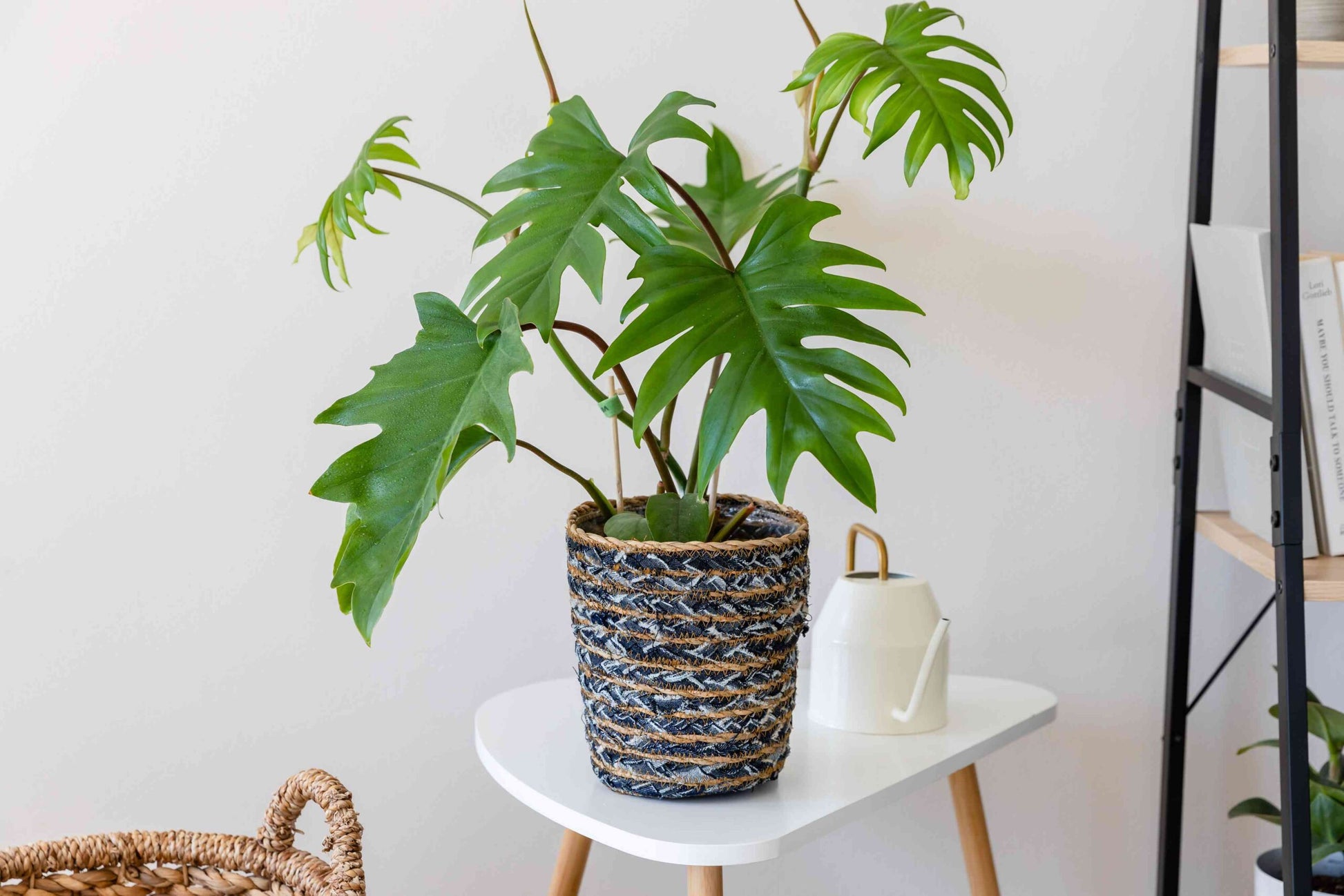 Philodendron Tahiti Green (Philodendron mayoi)