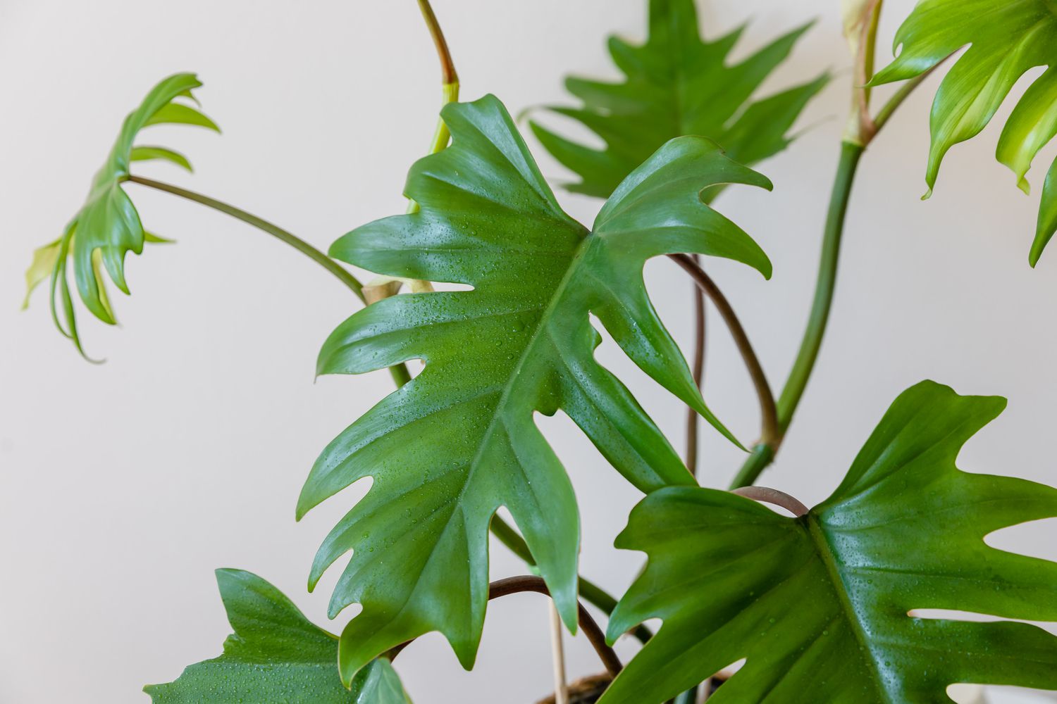 Philodendron Tahiti Green (Philodendron mayoi)