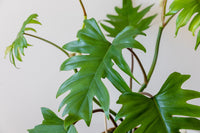 Philodendron Tahiti Green (Philodendron mayoi)