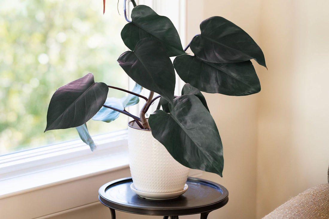 Philodendron Royal Queen - Ladybird Nursery