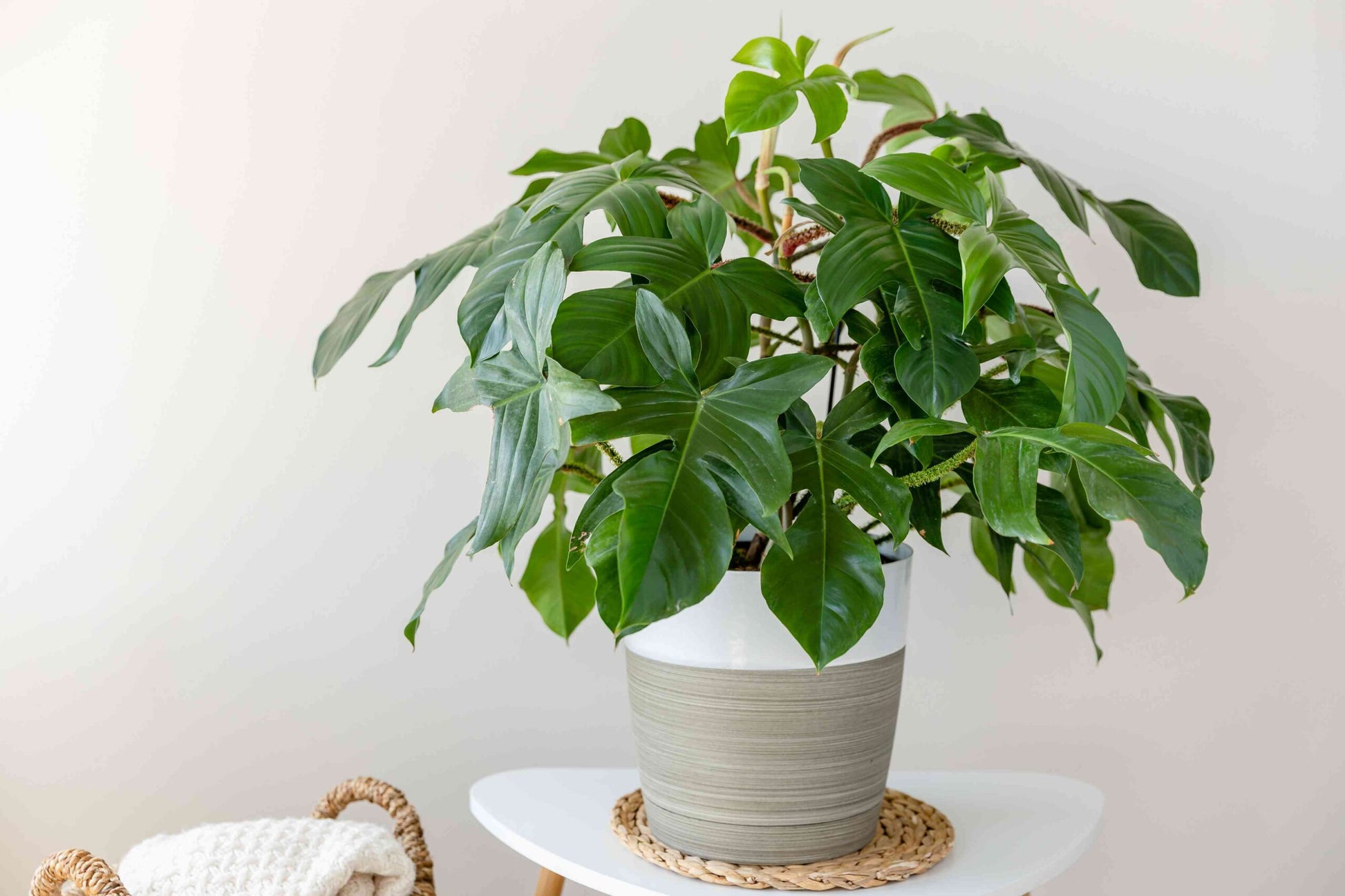 Philodendron (Philodendron squamiferum)