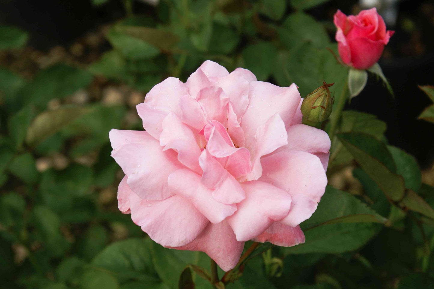 Rose Queen Elizabeth (Rosa)