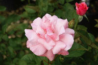 Rose Queen Elizabeth (Rosa)