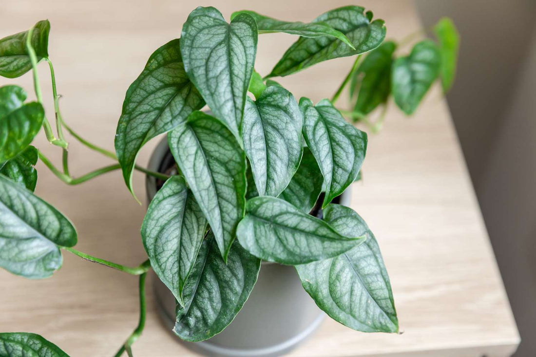 Swiss Cheese Plant El Salvador (Monstera siltepecana) - Ladybird Nursery