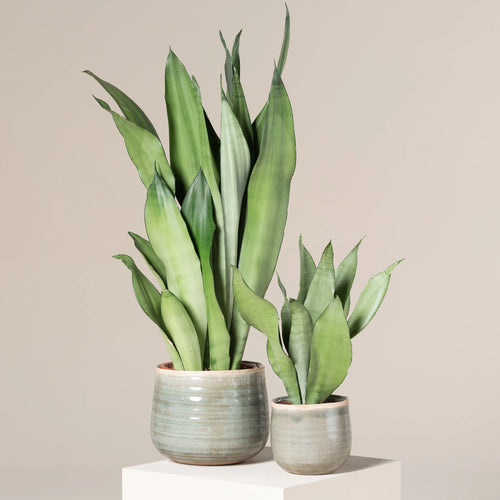 Snake Plant 'Moonshine' (Sansevieria trifasciata) - Ladybird Nursery
