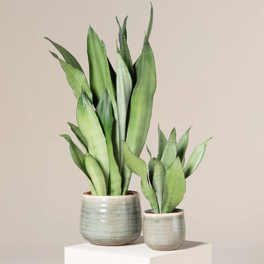 Snake Plant 'Moonshine' (Sansevieria trifasciata)