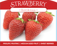 Strawberry 'Berrylicious' - Ladybird Nursery