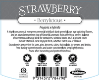 Strawberry 'Berrylicious' - Ladybird Nursery
