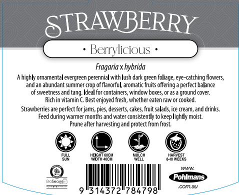 Strawberry 'Berrylicious' - Ladybird Nursery