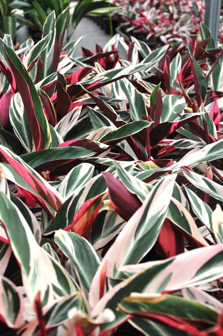 Stromanthe sanguinea 'Triostar' - Medium