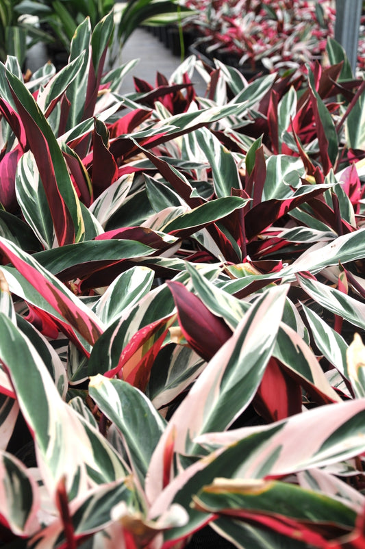 Stromanthe sanguinea 'Triostar' - Medium