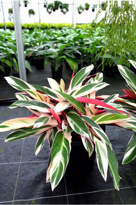 Stromanthe sanguinea 'Triostar' - Ladybird Nursery