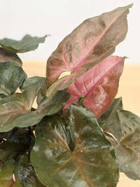 Syngonium Maria - Ladybird Nursery