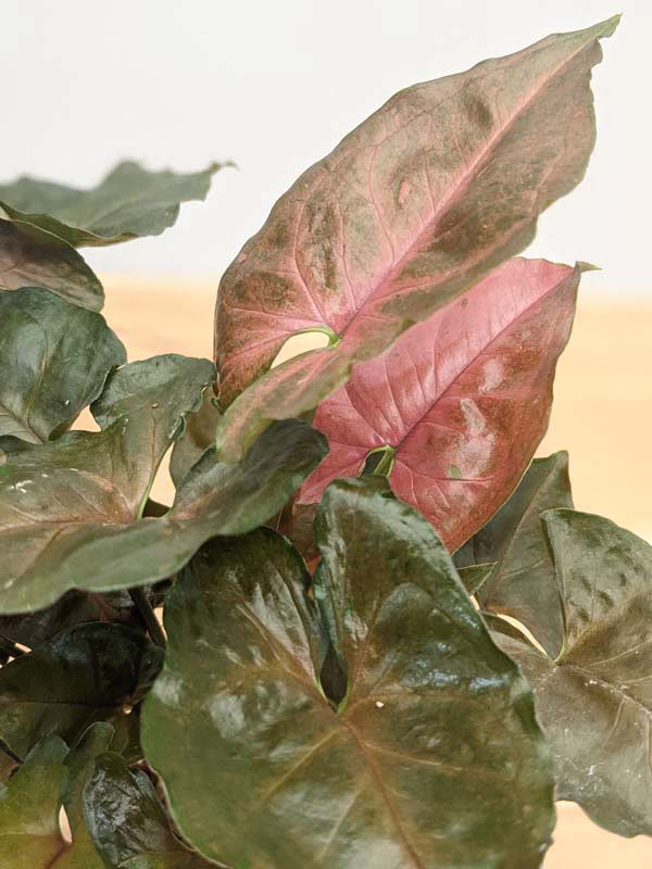 Syngonium Maria - Ladybird Nursery