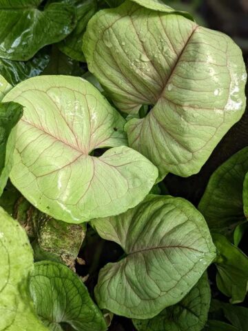 Syngonium Roxanna - Ladybird Nursery