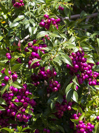 Blue Lilly Pilly (Syzygium oleosum) - Ladybird Nursery