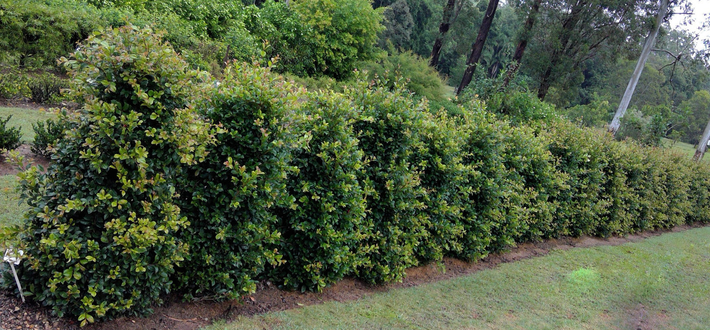 Lilly Pilly Resilience (Syzygium australe) - Medium