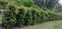 Lilly Pilly 'Resilience' (Syzygium australe) 140mm Pot - Ladybird Nursery