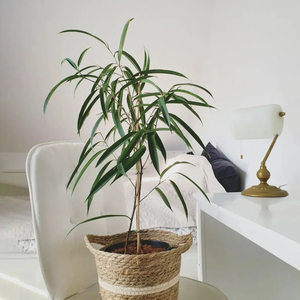 Sabre™ Fig (Ficus) - Ladybird Nursery