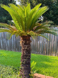 Sago Palm (Cycas revoluta)