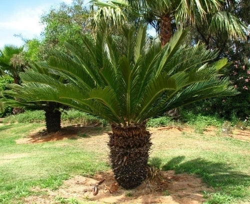 Sago Palm (Cycas revoluta)