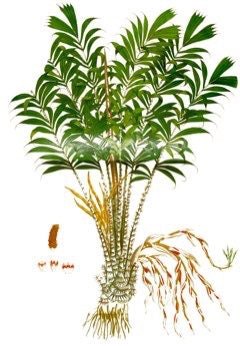 Palm Salak - Ladybird Nursery