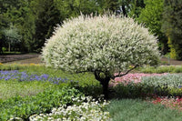 Variegated Willow Hakuro Nishiki (Salix integra) - Ladybird Nursery