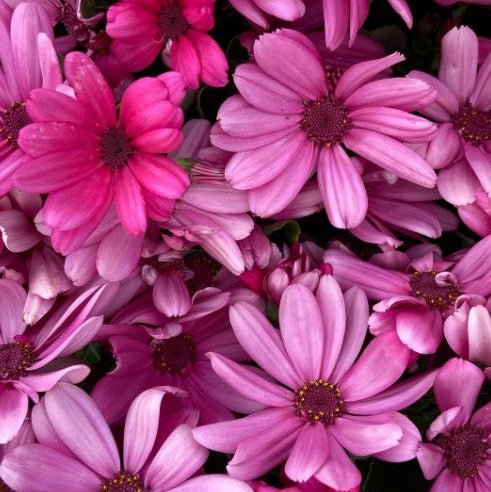 Pericallis (Senecio) Mandala ‘Salmon’ - Ladybird Nursery
