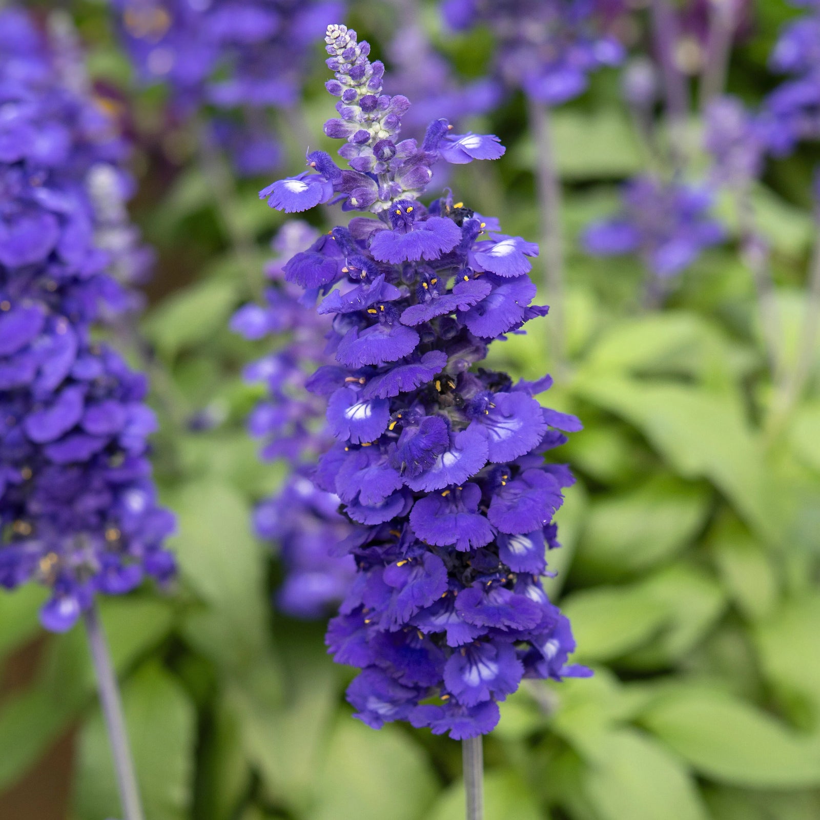 Salvia 'Blue Lagoon' (Salvia Sallyfun)