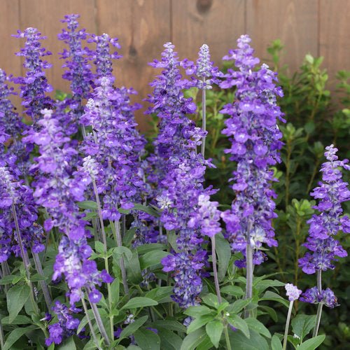 Salvia Unplugged 'So Blue' (Salvia Farinacea) - Ladybird Nursery