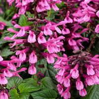 Salvia Unplugged 'So Pink' - Ladybird Nursery