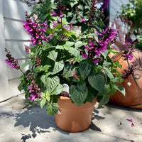 Salvia Unplugged 'So Pink' - Ladybird Nursery