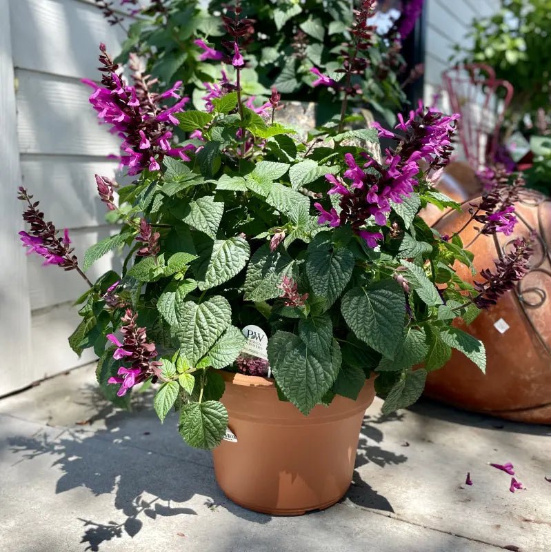 Salvia Unplugged 'So Pink' - Ladybird Nursery