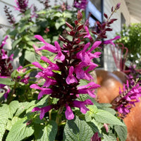 Salvia Unplugged 'So Pink' - Ladybird Nursery