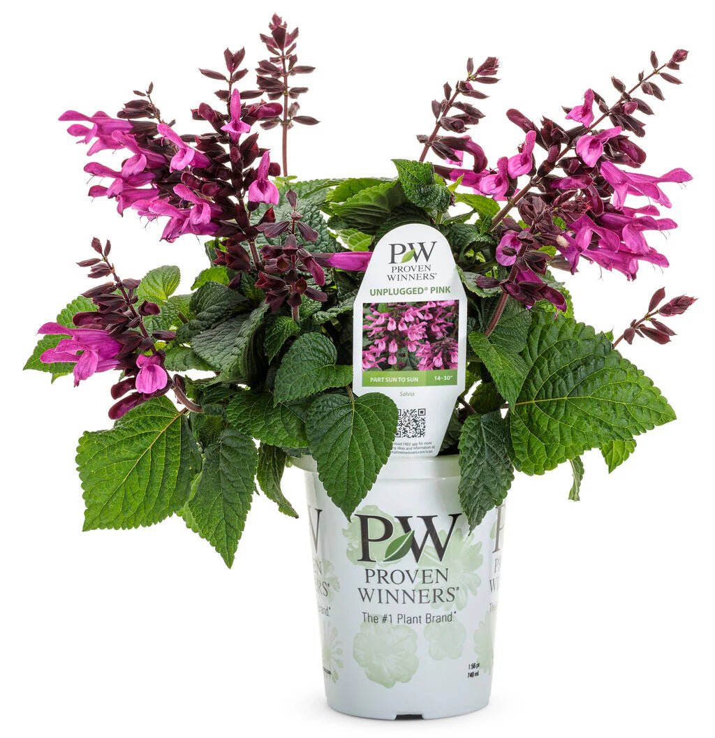 Salvia Unplugged 'So Pink' - Ladybird Nursery
