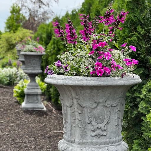 Salvia Unplugged 'So Pink' - Ladybird Nursery