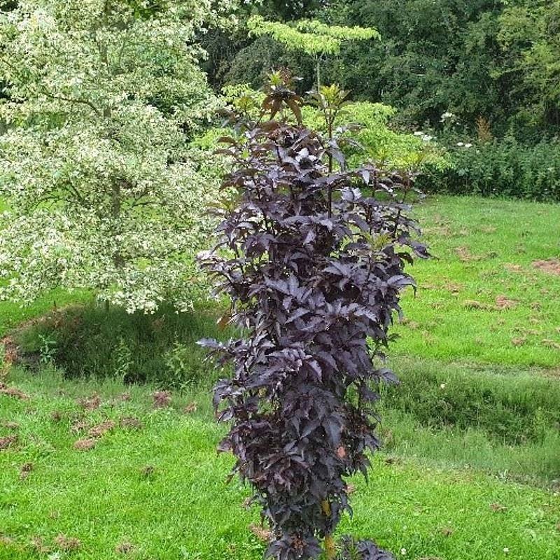 Elderberry Black Tower (Sambucus nigra) - Ladybird Nursery
