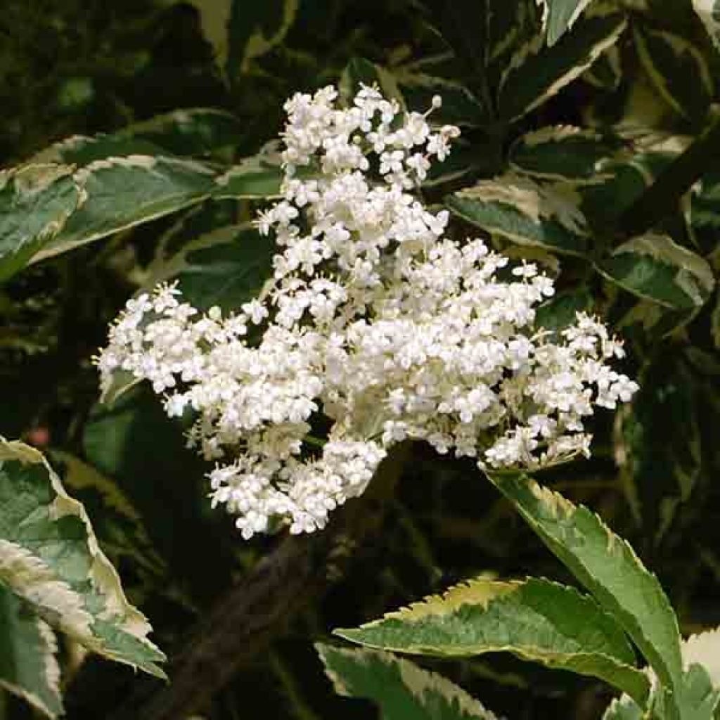 Elderberry Madonna (Sambucus nigra) - Ladybird Nursery