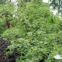 Elderberry Madonna (Sambucus nigra) - Ladybird Nursery