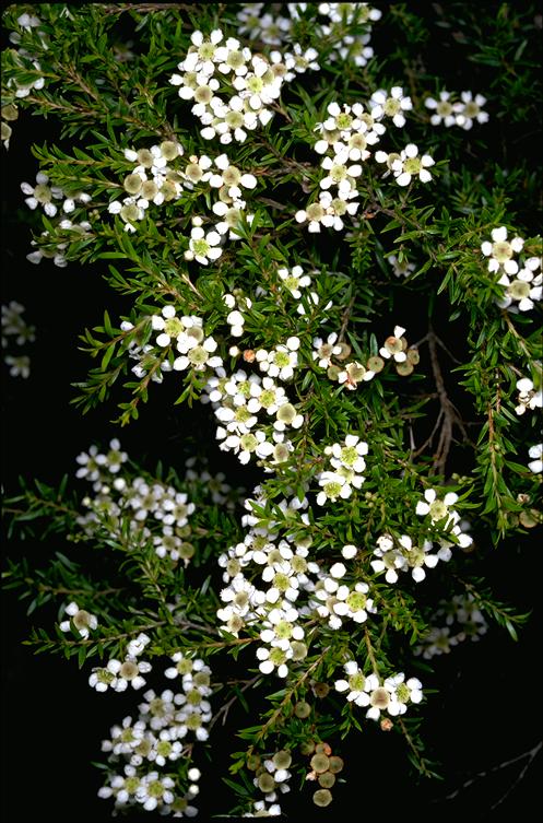 Sannantha similis