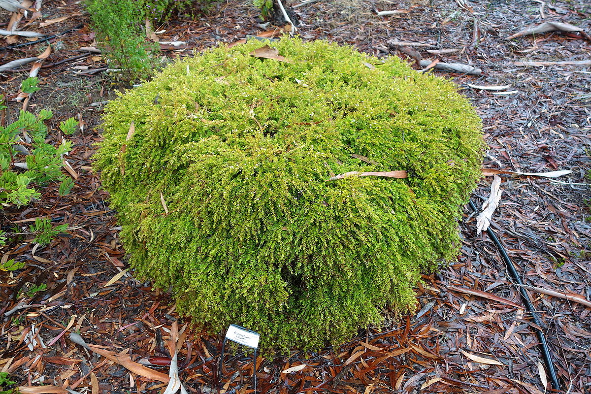 Tall Babingtonia (Babingtonia virgata)
