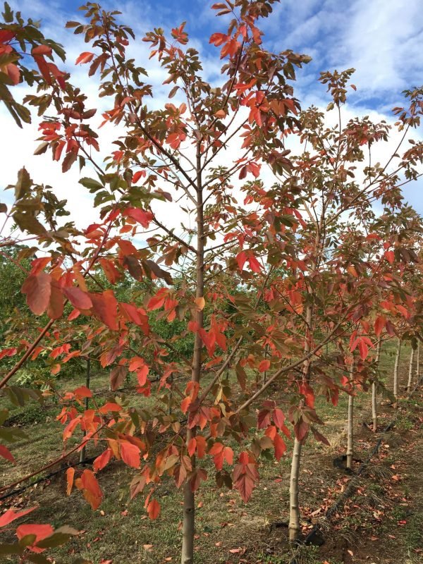 Box Elder Sensation Maple (Acer negundo) - Ladybird Nursery