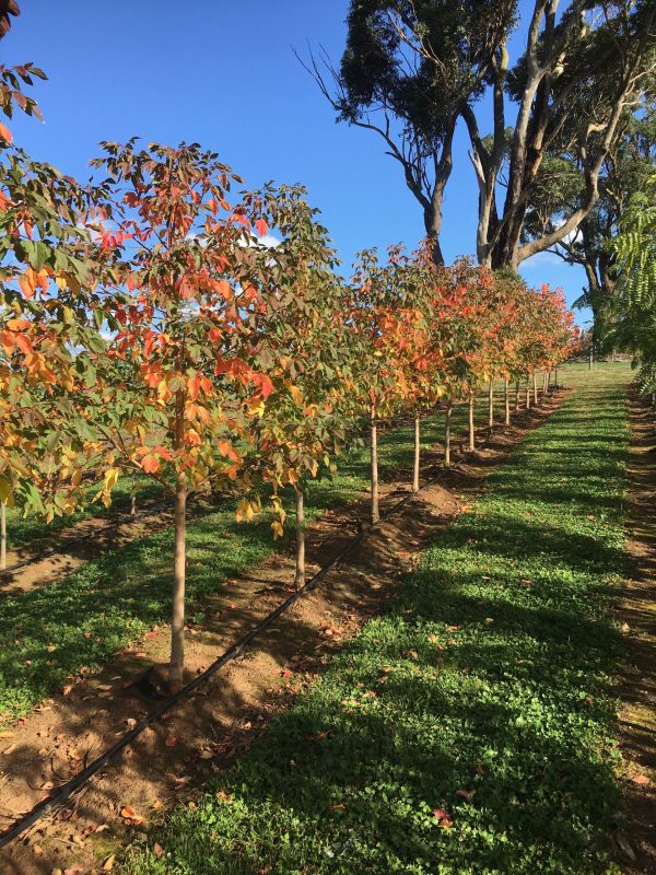 Box Elder Sensation Maple (Acer negundo)
