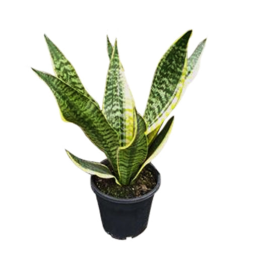 Assorted (Sansevieria spp.)
